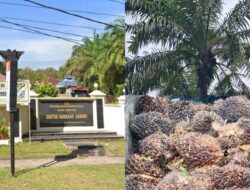Pencurian Tandan Buah Sawit di Desa Manunggal Makmur Kian Marak, Petani Resah