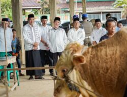 Warga MUBA Sembelih Sapi Bantuan Presiden, Momen Berkah Idul Adha yang Penuh Makna