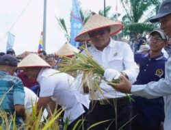 Wali Kota Prabumulih Panen Perdana Padi Inpari 32 di Payu Putat