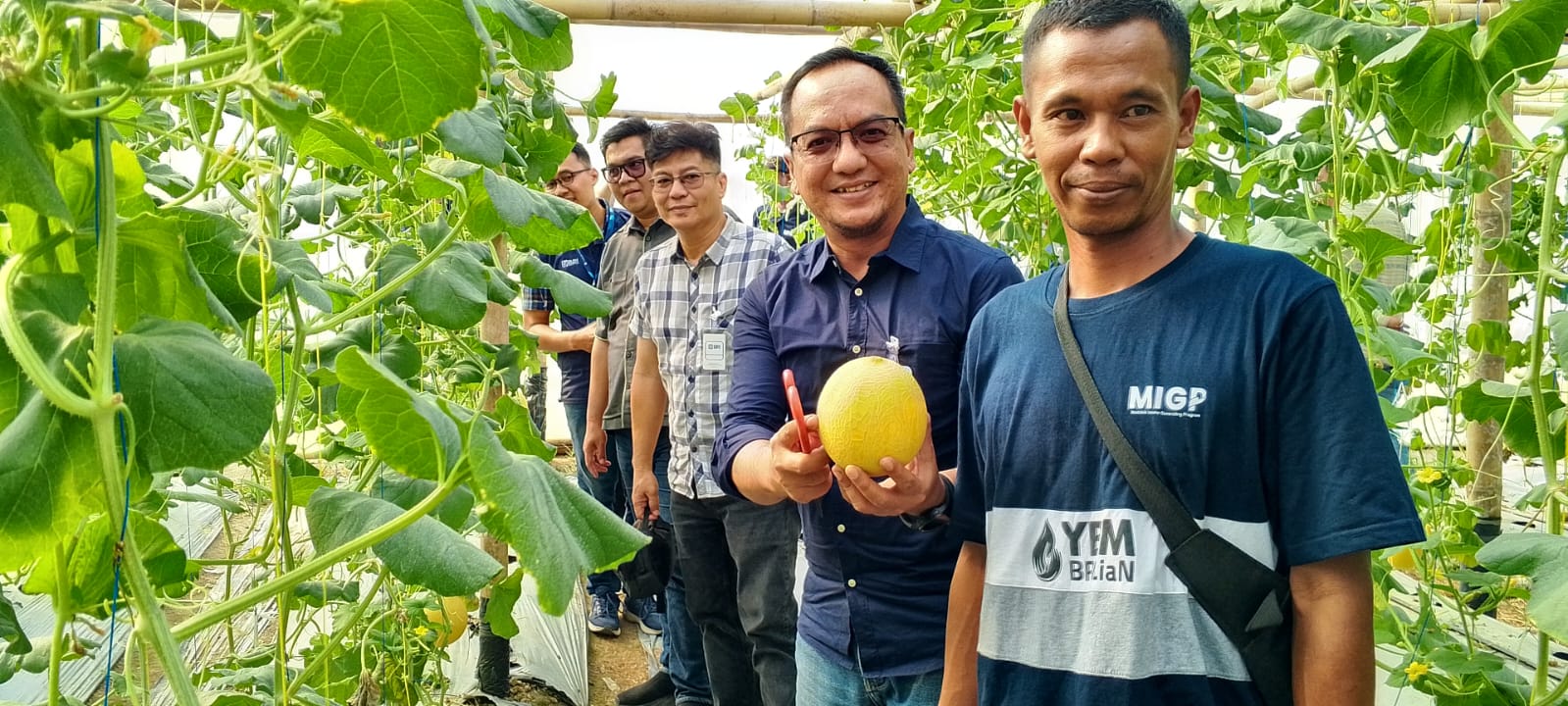 Panen Raya Melon Inthanon YBM BRILiaN di Prabumulih, Omzet Kelompok Tani Tembus Rp250 Juta